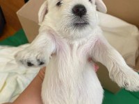 Safkan Minyatür Schnauzer