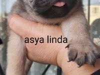 Pug Mops Bebekler