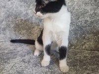 Akıllı sevecen ve oyuncu kedimiz
