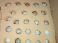 Çin Bıldırcın Sahiplendirme Ve Kuluçkalık Yumurtası