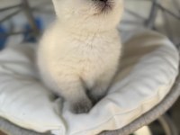 Üst kalite top kafa erkek british shorthair yavrumuz