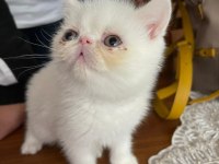 EXOTIC SHORTHAIR ERKEK 