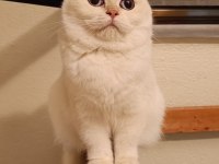 Bursa Golden British Shorthair Dişi Ny 12 33 Acil