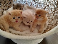 Golden british longhair kardeşler