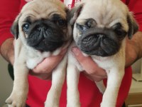 Safkan A kalite muhteşem pug yavruları