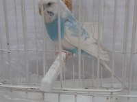 Muhabbet kuşumuz