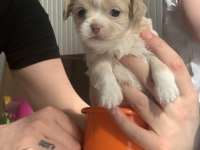 2.5 AYLIK chihuahua KIZIMIZA YUVA ARIYORUZ
