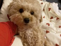 Yetişkin Toy Poodle Dişi