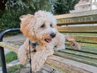 Köpeğimize eşleştirme için maltipoo dişi arıyoruz