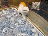 Ayıcık surat pomeranian boo