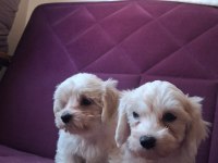 KORE MALTESE BEBEKLER