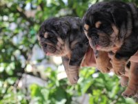 SİTENİN EN RENKLİ EN MÜTEVAZİ İNGİLİZ BULLDOGLARI