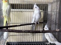 White Face Sultan Papağanı