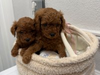 Premium Toy Poodle Yavrular Kocaeli