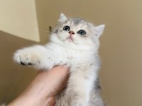 A KALİTE BRİTİSH YAVRULAR