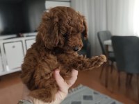 Orijinal Toy Poodle Yavrular Eskişehir