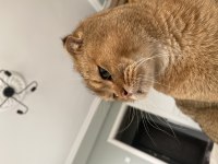 Ücretsiz sahiplendirilecek scottish fold kedisi
