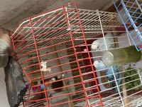 Çiftleşen muhabbet kuşu acil satılık