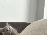 2 aylık Gri British Shorthair yavru