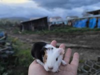 Yavru guinepigler