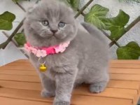 Scottish fold 2 aylık dişi