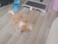 Shıh tzu safkan dısı