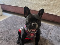 French Bulldog 2 Yaşında