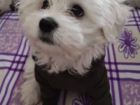 GÜZELLER GÜZELİ MALTESE LİLAMI SAHİPLENDİRİYORUM