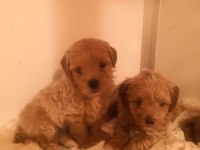Poodle ayarında maltipoo köpeklerimiz