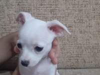 2 Aylık Chihuahua yavruları