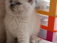 Teslime hazır safkan scottish fold yavrular