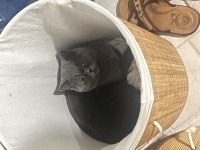 Ömürlük yuva british shorthair kedimize
