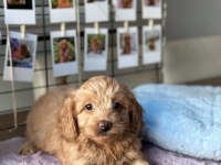 MİNİ MALTİPOO YAVRULARIMIZ
