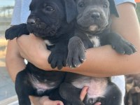 MİNİK CANE CORSO DEVLER YENİ AİLELERİNİ BEKLİYOR