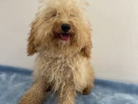 Apricot Güzeli Poodle Köpeği