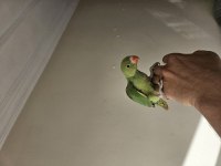 1 aylık el besleme pakistan bebekler