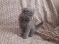 Birinci Kalite Blue Point Scottish Fold Yavrular