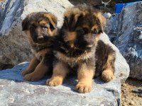 ALMAN ÇOBAN KÖPEĞİ YAVRULARI