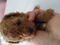 Toy poodle kore mini boy