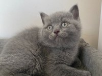 3 Aylık Dişi British Shorthair