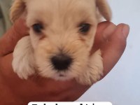 Maltipoo yavrular iki aylık