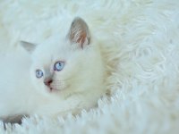 Harika Mavi Göz Blue Point British Shorthair 