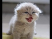 Scottish fold dişi yavrum