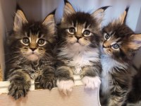 Maine Coon Kediler A Kalite