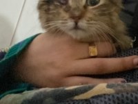 Tek gözlü minik tekir kedicik