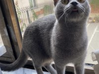 British shorthair 6 aylık dişi