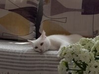 Uslu nazlı kedimiz