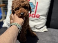 Petmode köpek çiftliğinden toy poodle yavrular