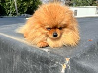 1,5 yaşında kusursuz mini dişi üst kalite pomeranian