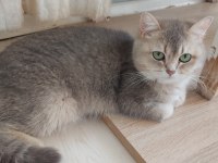 1 Yaşında Dişi Scottish Straight Sahiplendirme